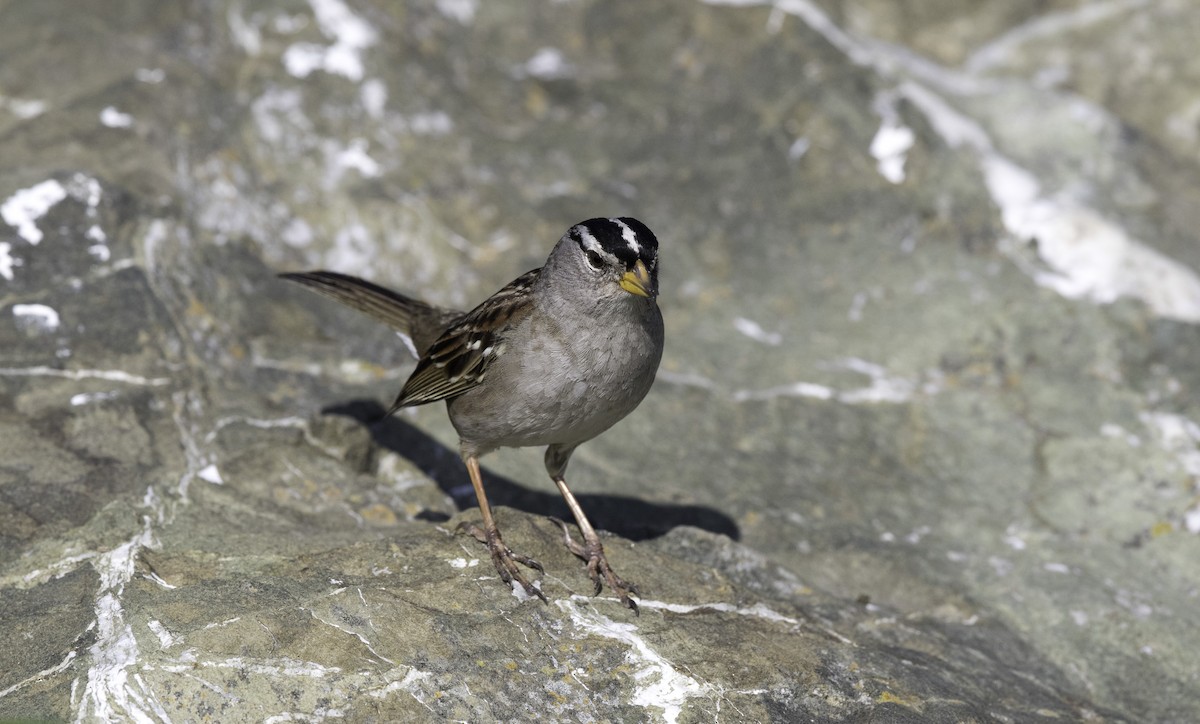 White-crowned Sparrow - ML147104121