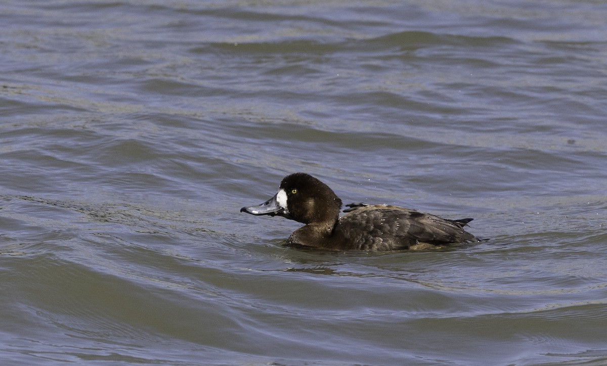 Greater Scaup - ML147104791