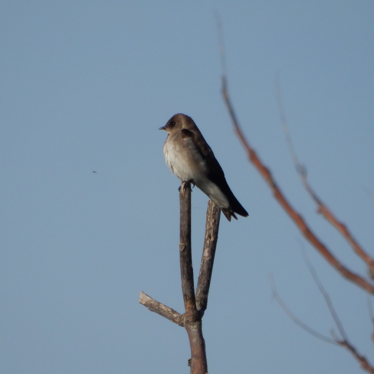 Northern Rough-winged Swallow - ML147108141