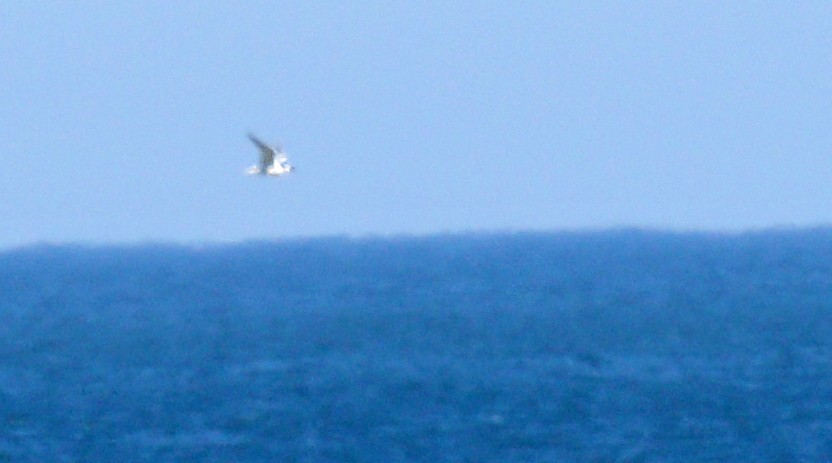 Gull-billed Tern - ML147108881