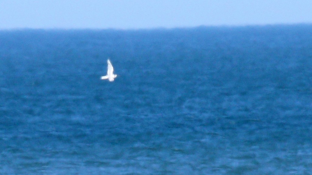 Gull-billed Tern - ML147108891