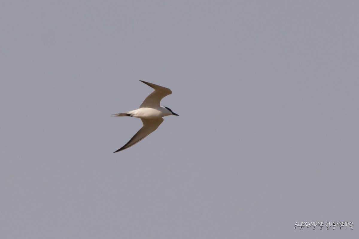 Gull-billed Tern - Alexandre Guerreiro