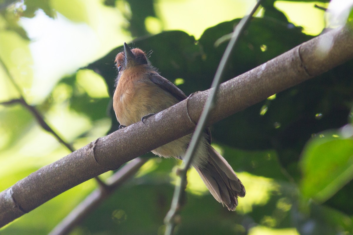 Rufous-capped Nunlet - ML147110301