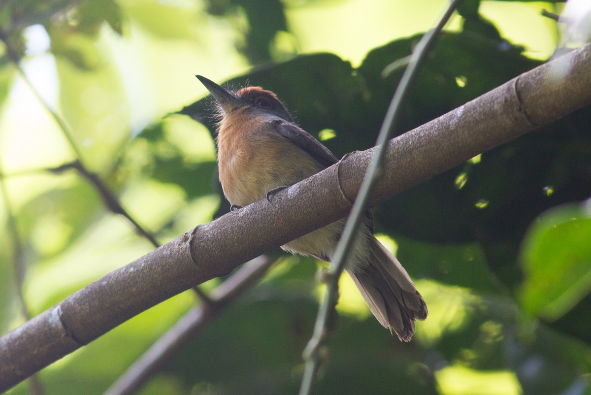 Rufous-capped Nunlet - Justyn Stahl