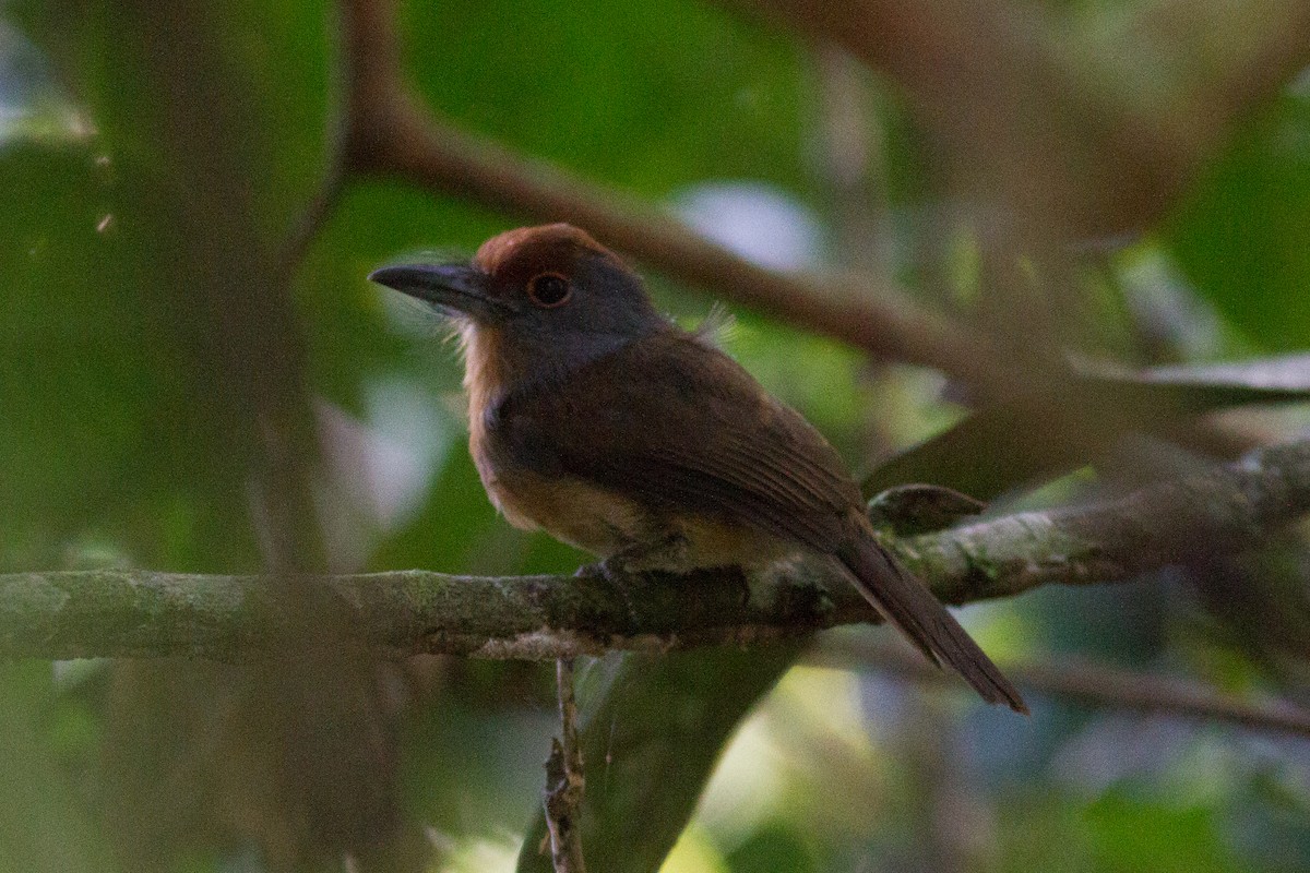 Rufous-capped Nunlet - ML147110351