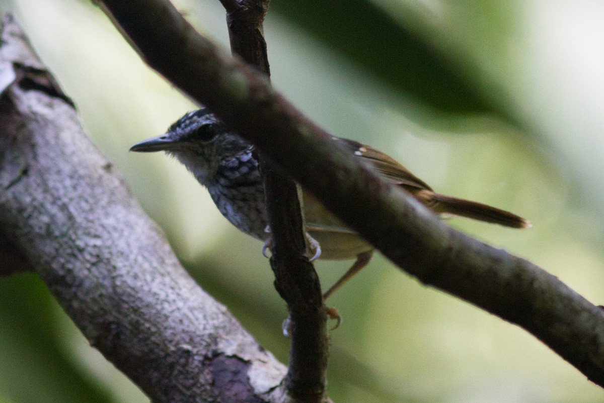 Peruvian Warbling-Antbird - Justyn Stahl