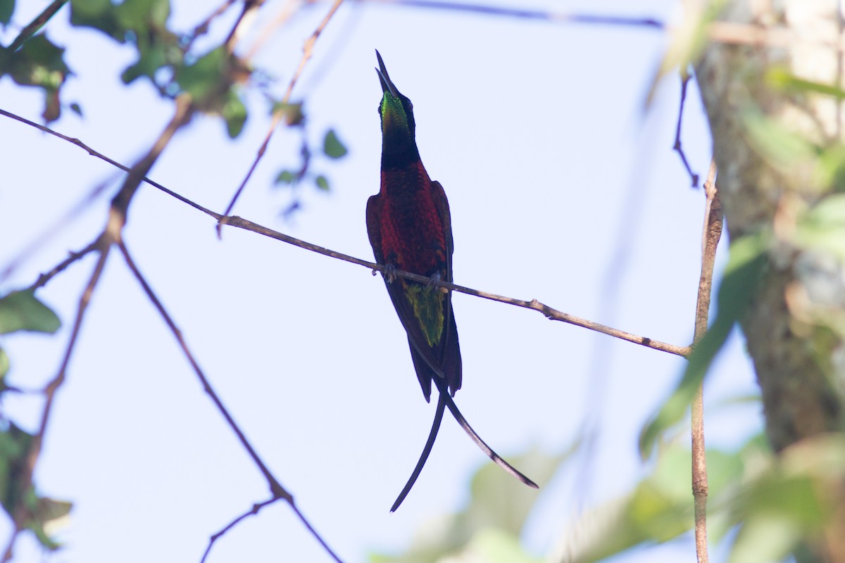 kolibřík zelenokostřečný - ML147111221