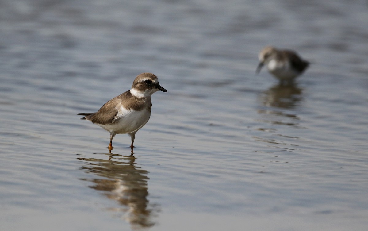 Common Ringed Plover - ML147111271