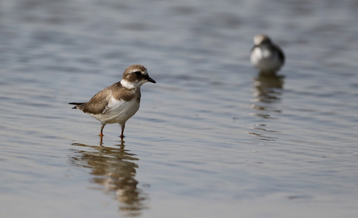 Common Ringed Plover - ML147111281