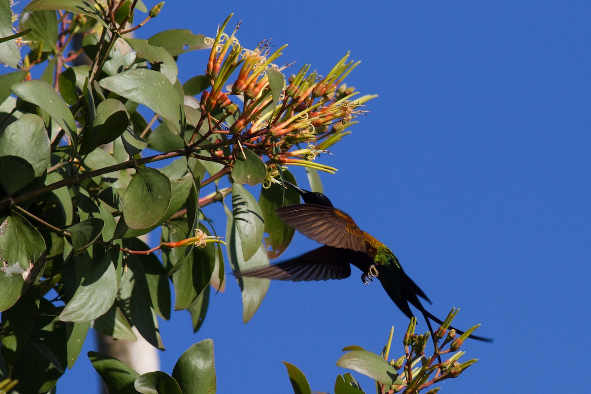 kolibřík zelenokostřečný - ML147111291