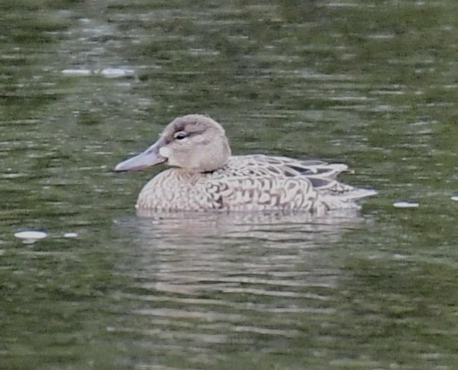 Blue-winged Teal - ML147111311
