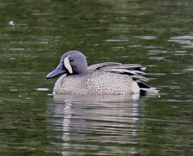 Blue-winged Teal - ML147111321
