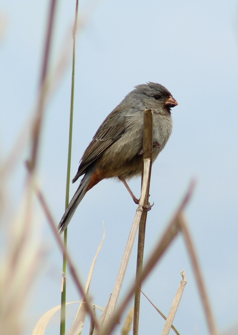 Plain-colored Seedeater - ML147112411