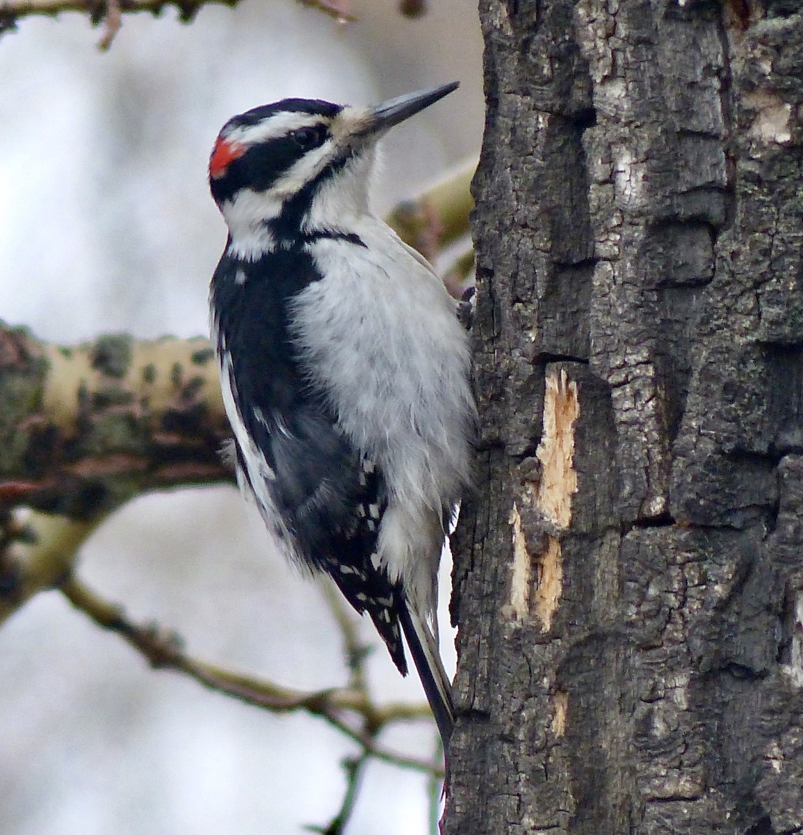 Hairy Woodpecker - Jim St Laurent