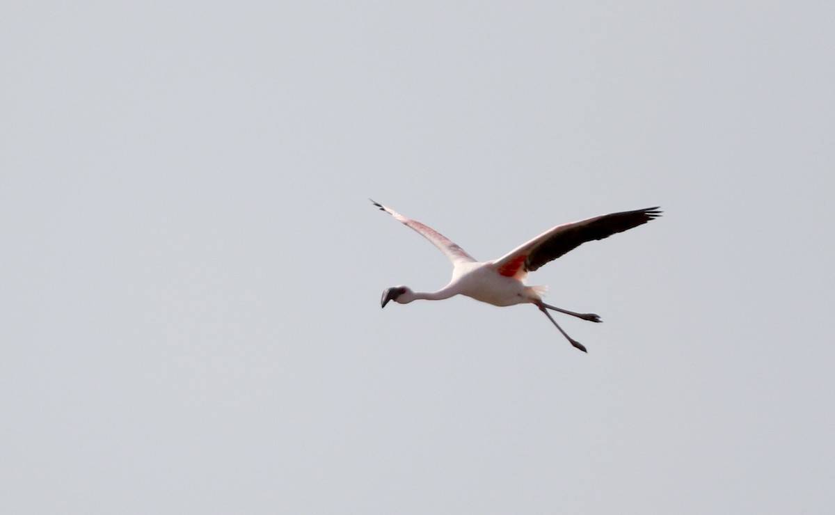 Lesser Flamingo - ML147113841