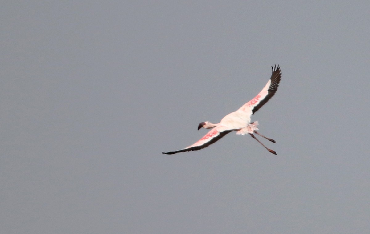 Lesser Flamingo - ML147113911