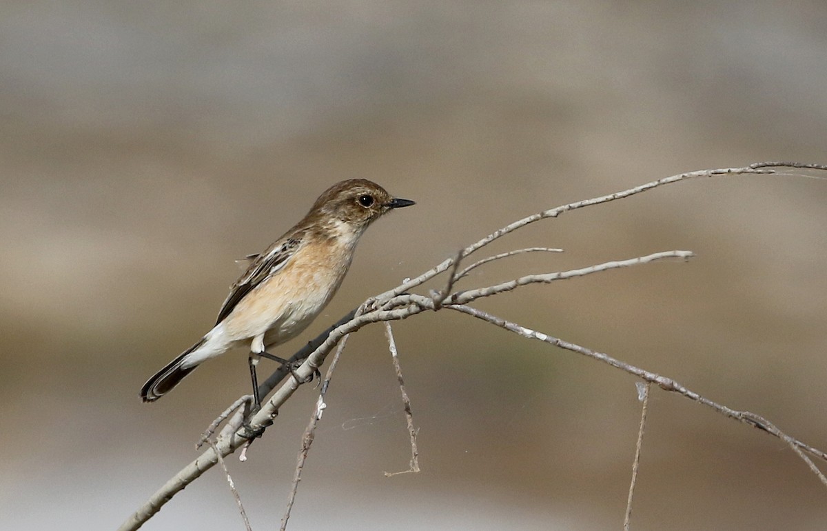 African Stonechat (African) - ML147116351
