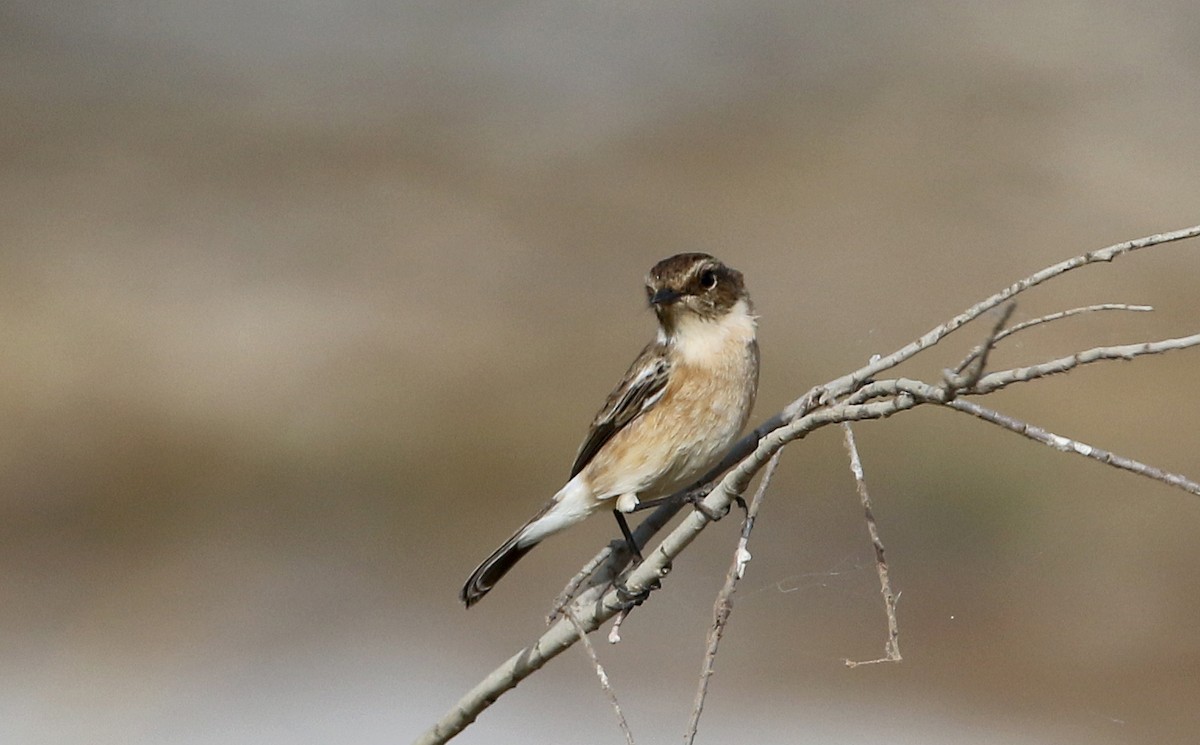 African Stonechat (African) - ML147116401