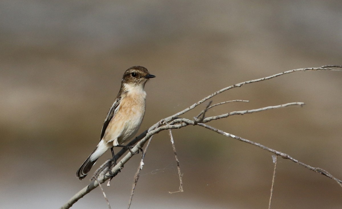 African Stonechat (African) - ML147116441