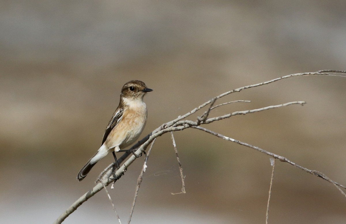 African Stonechat (African) - ML147116451