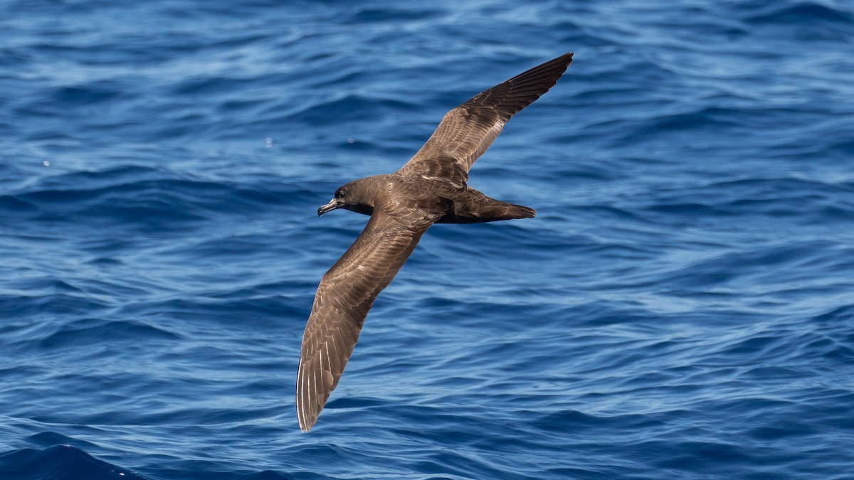 Flesh-footed Shearwater - ML147116571