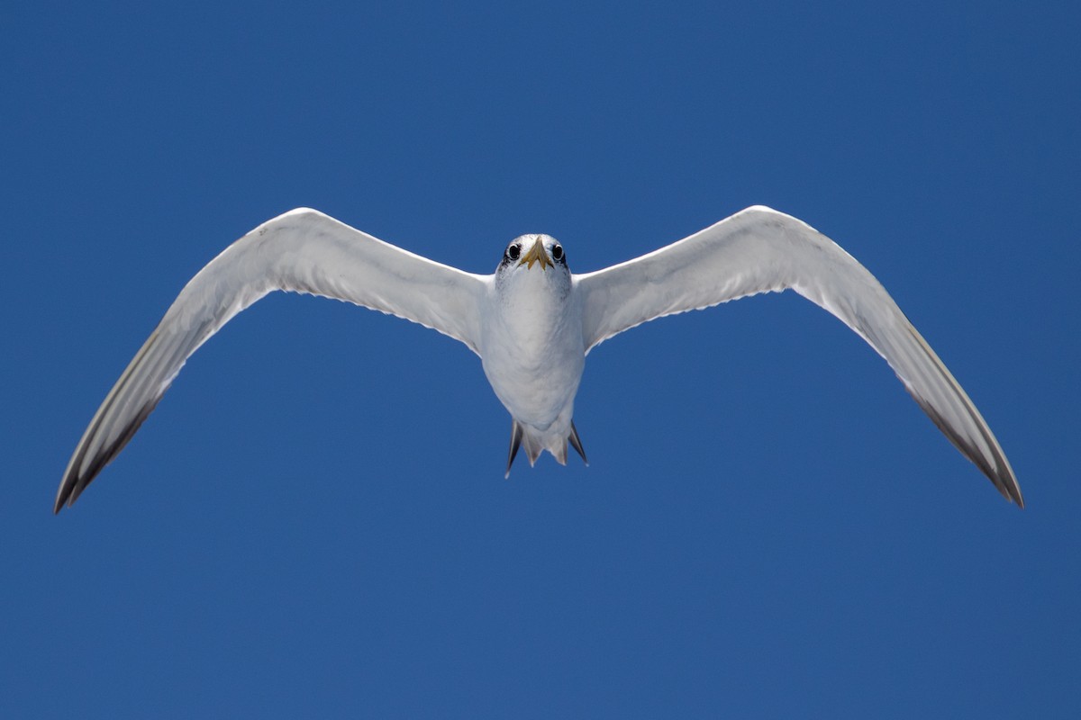 Great Crested Tern - ML147116851