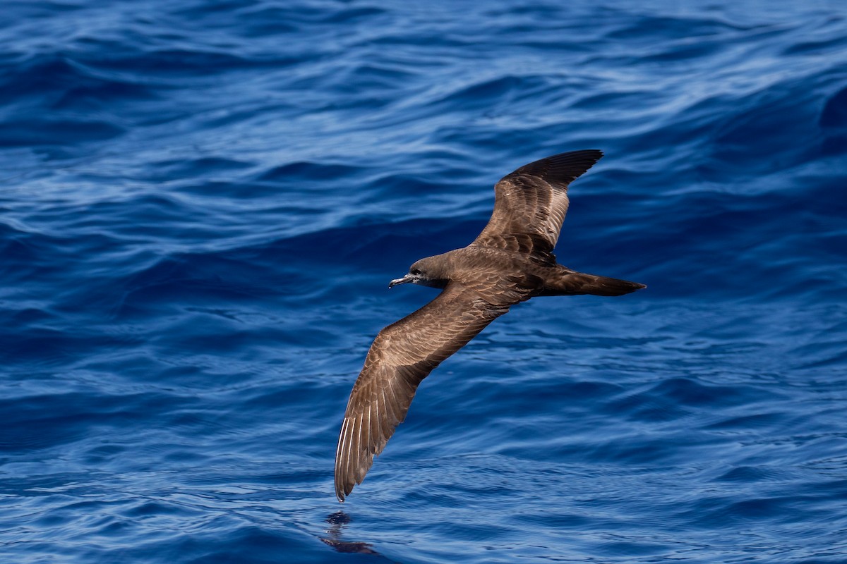 Wedge-tailed Shearwater - Louis Backstrom