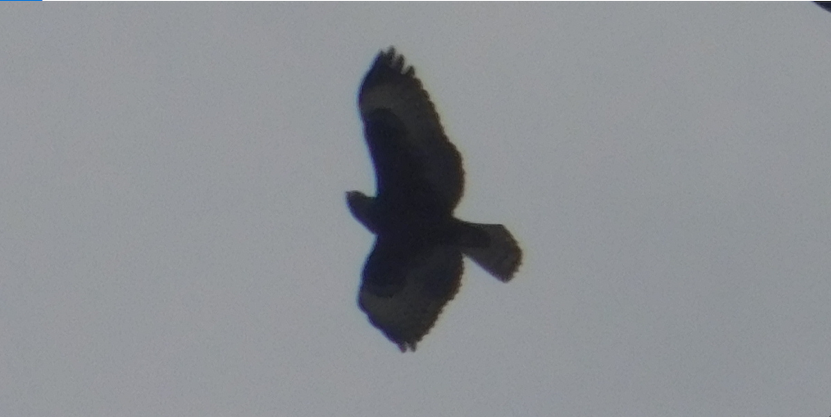 Short-tailed Hawk - Mikie Green