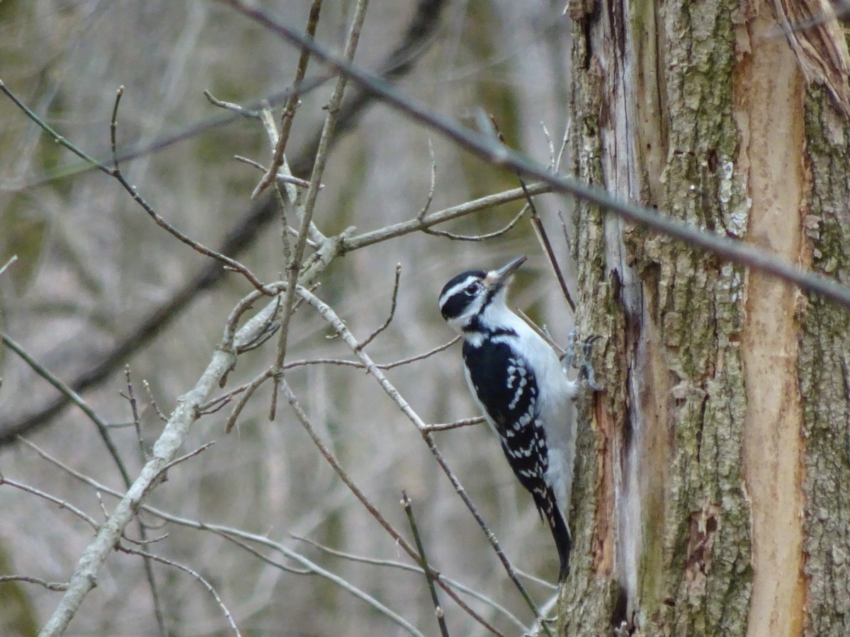 Hairy Woodpecker - Randy Coons
