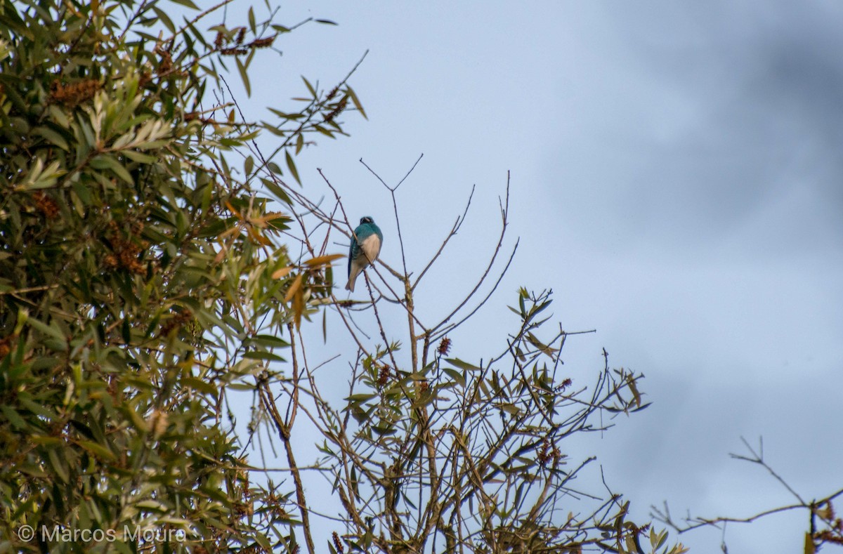 Swallow Tanager - ML147121401