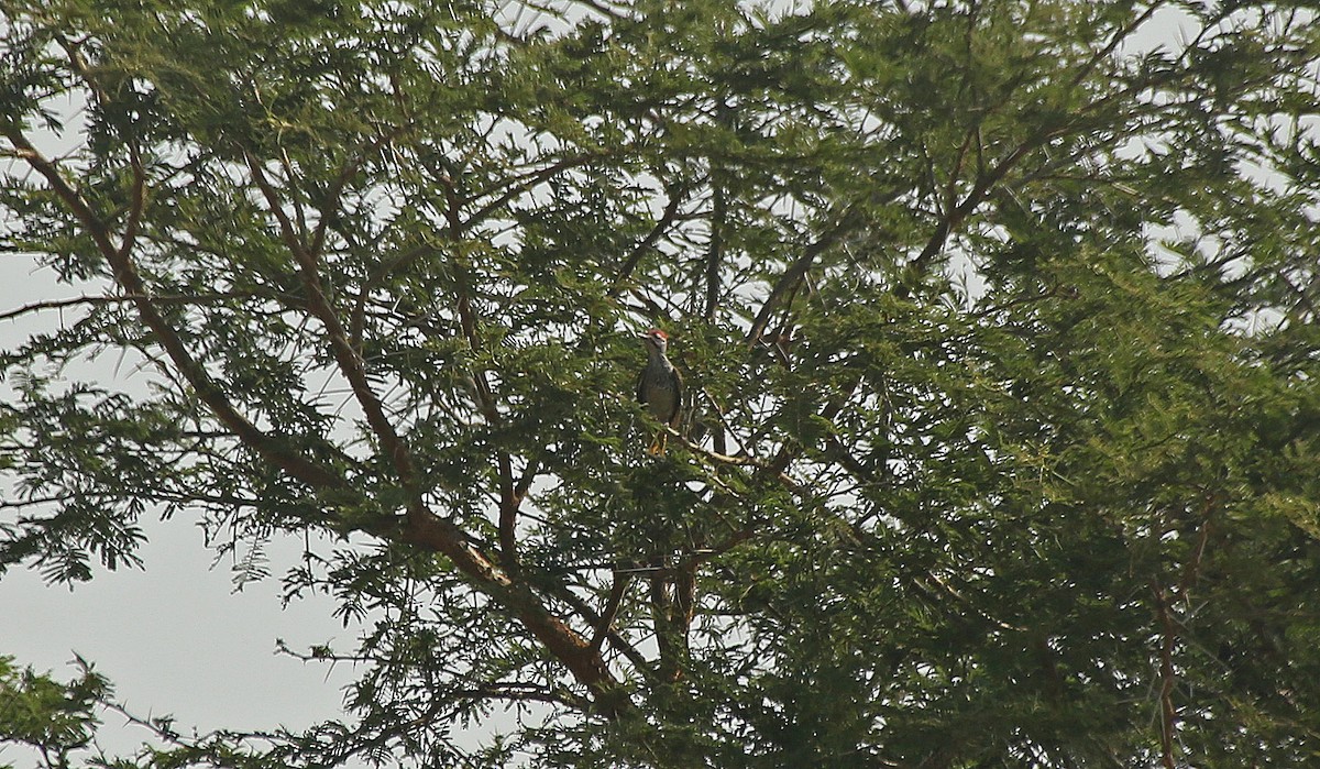 Nubian Woodpecker - ML147121511