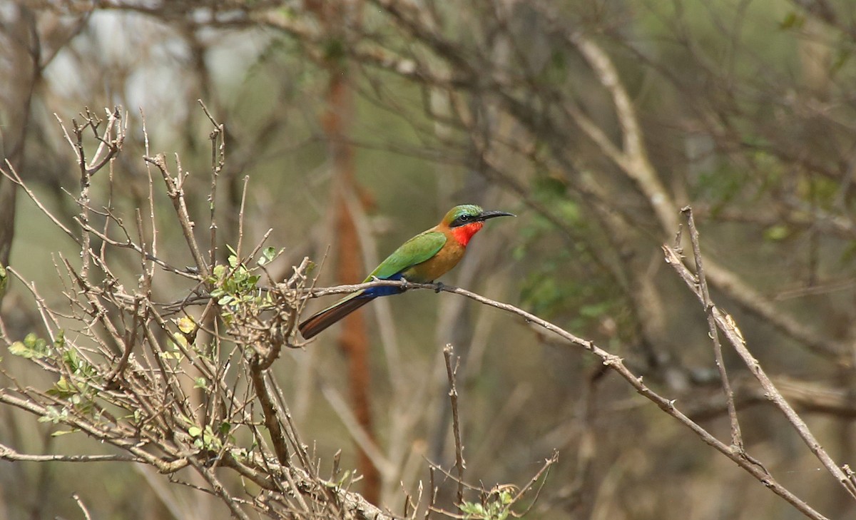 Red-throated Bee-eater - ML147121791