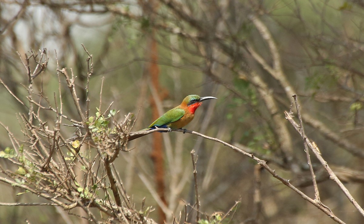 Red-throated Bee-eater - ML147121811