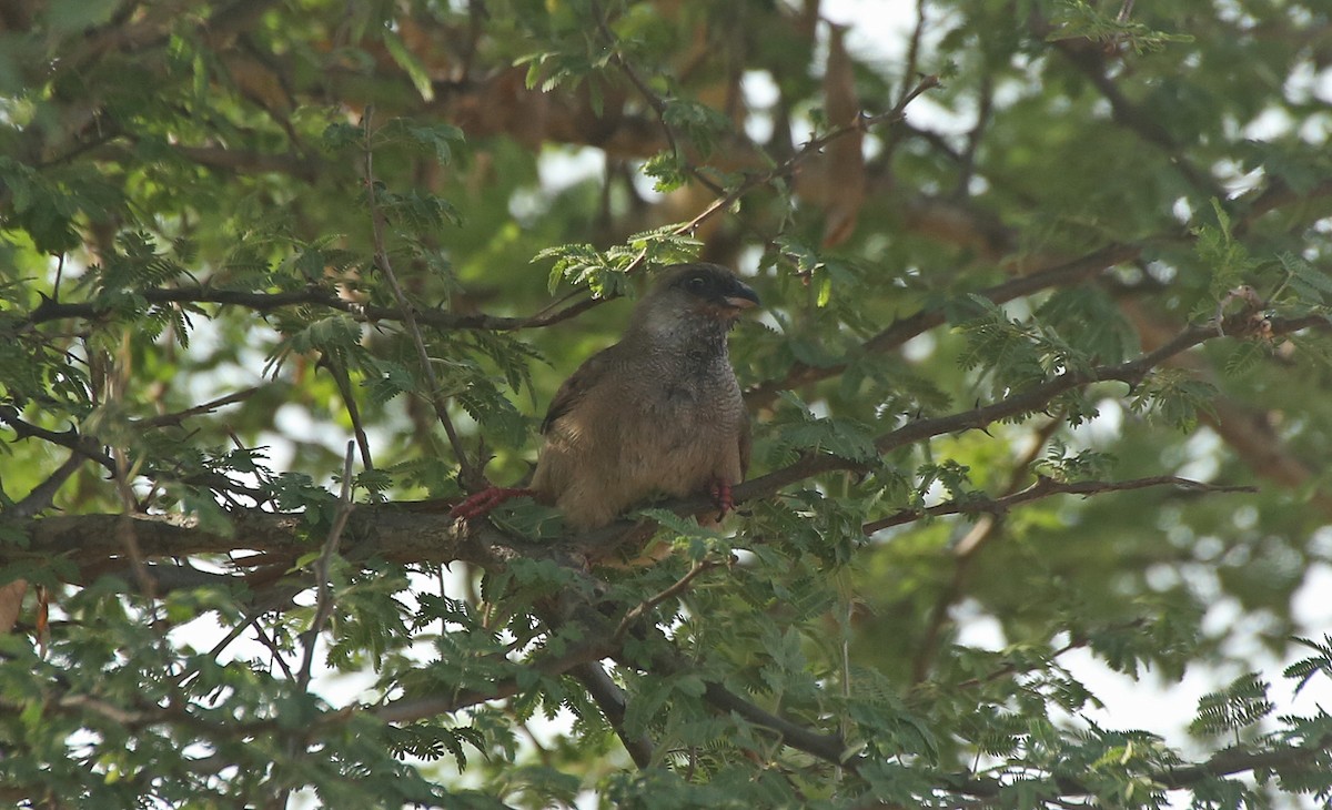 Speckled Mousebird - ML147122051