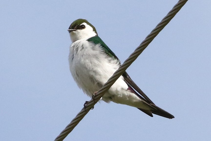 Violet-green Swallow - Stephen Fettig