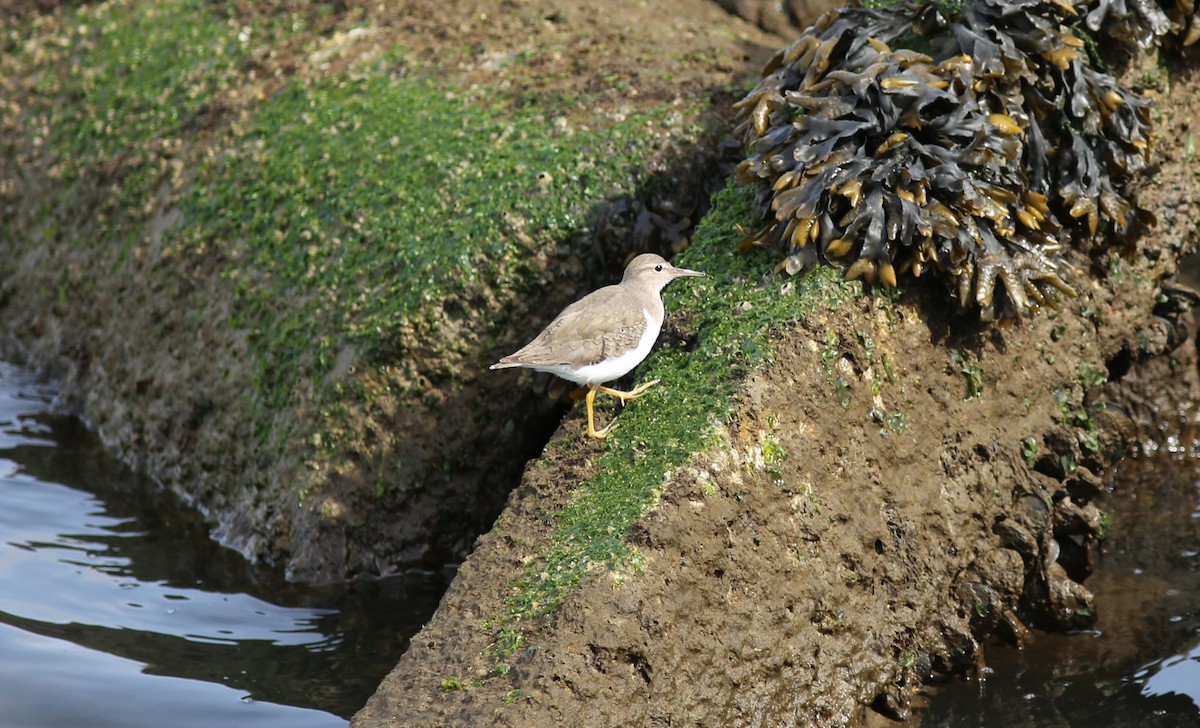 Spotted Sandpiper - Rauri Bowie