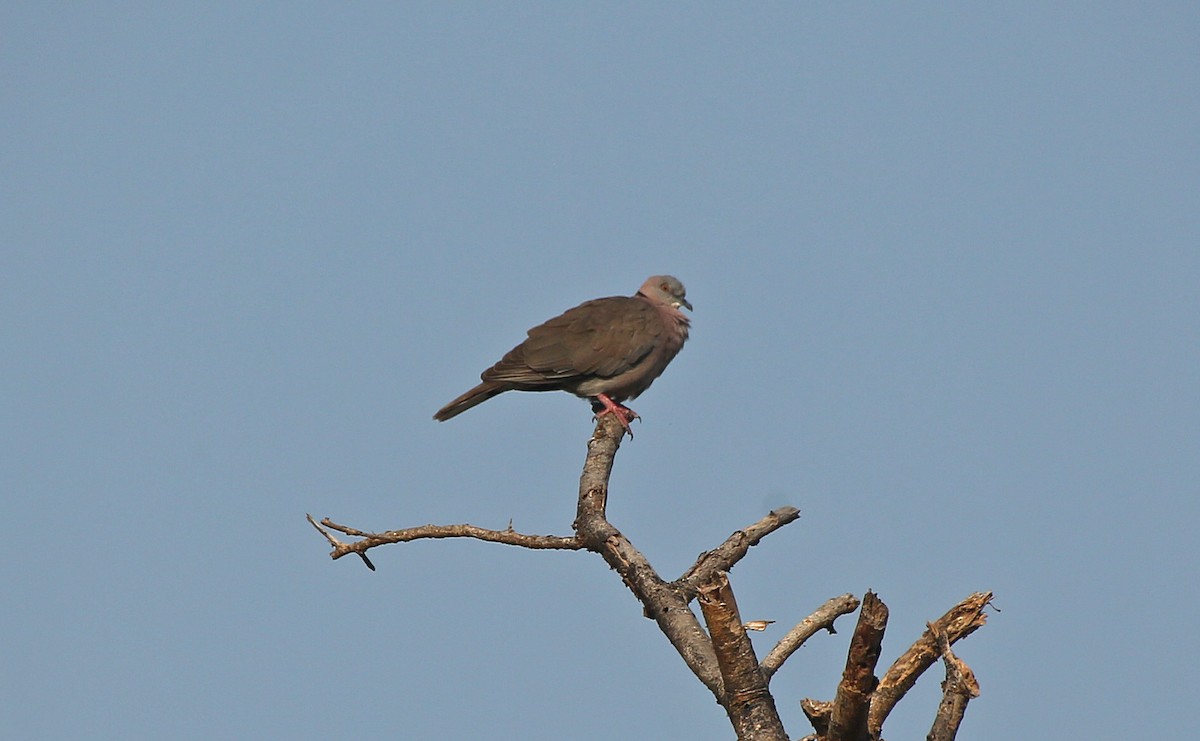 Mourning Collared-Dove - ML147128101