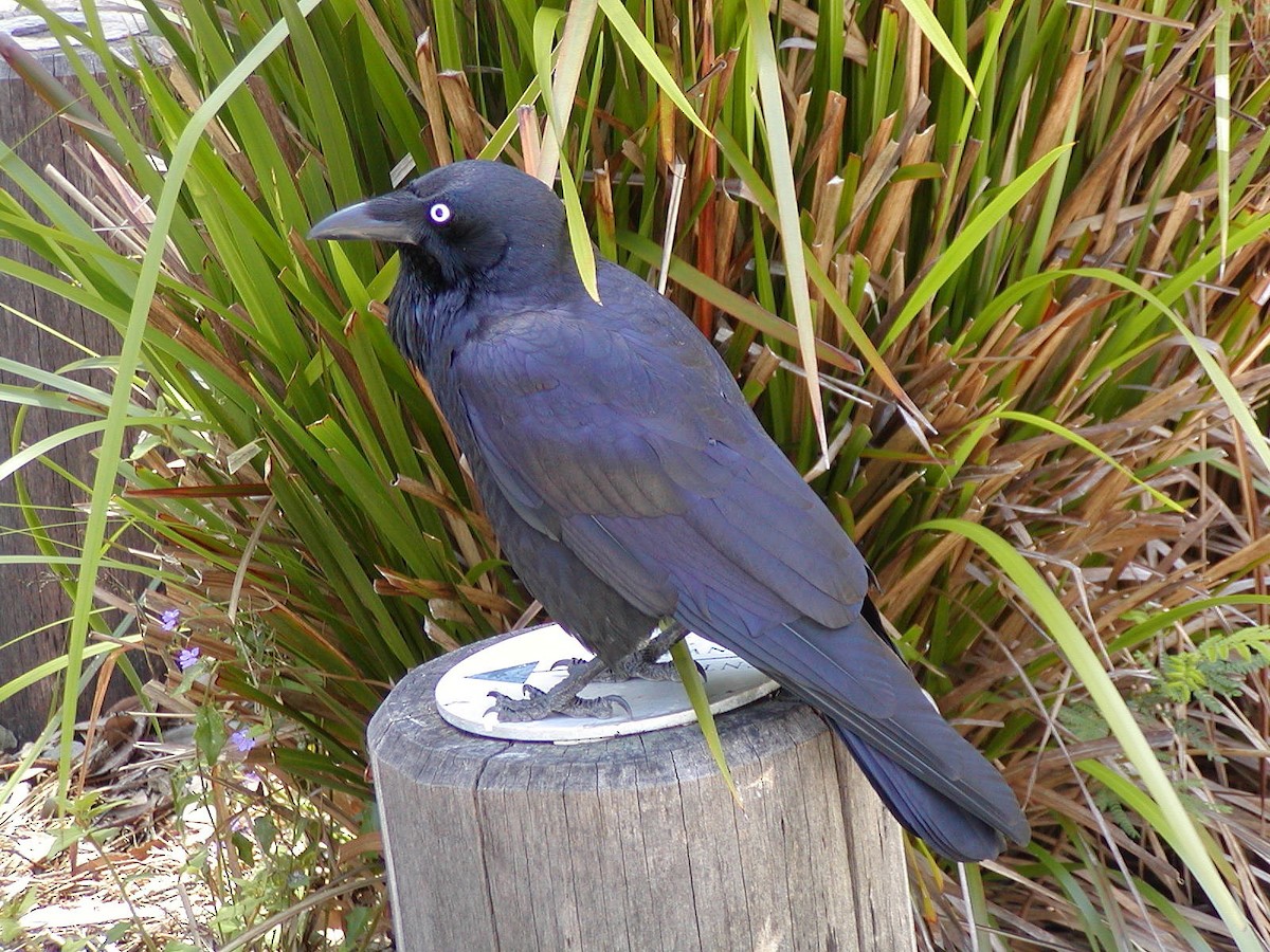 Australian Raven - Paul Suchanek