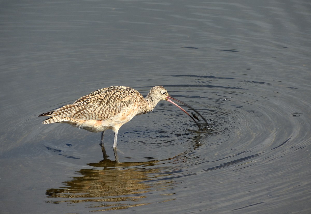 Long-billed Curlew - ML147134961