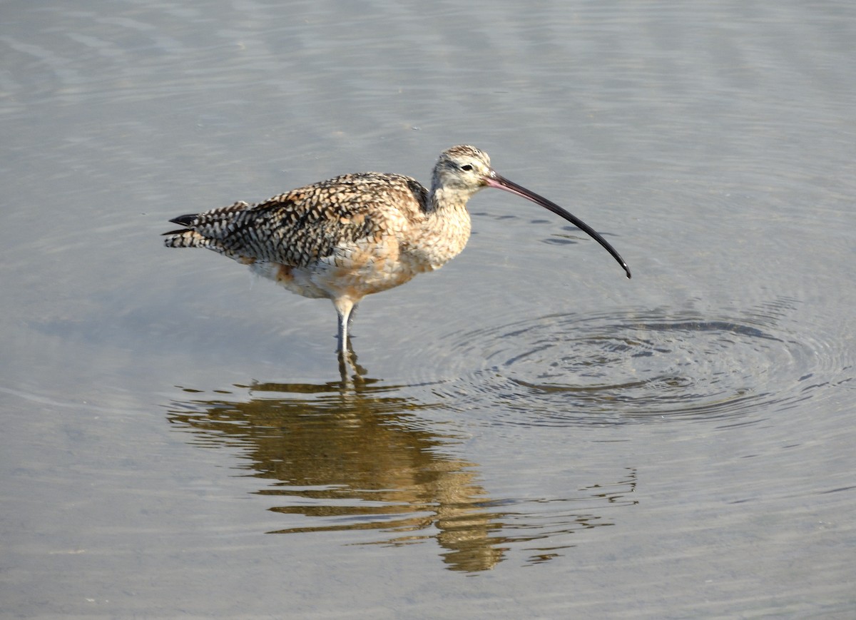 Long-billed Curlew - ML147135001
