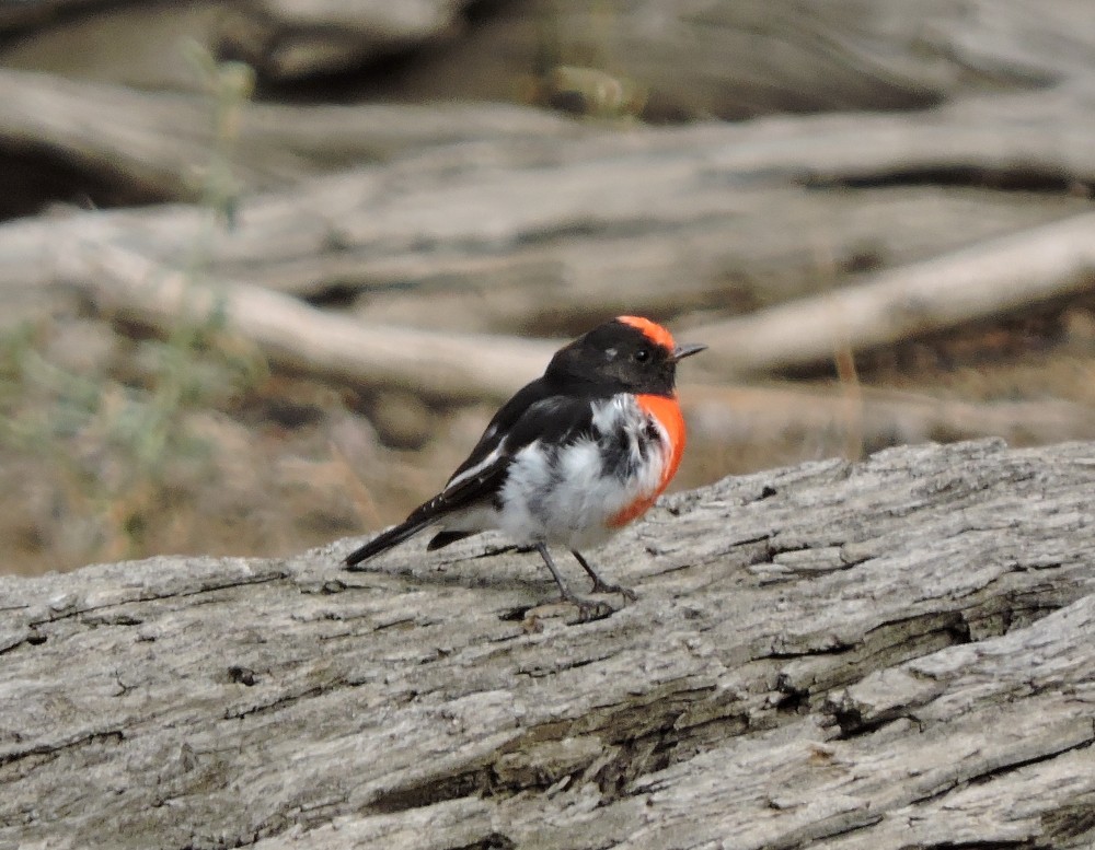 Red-capped Robin - Mark Ley