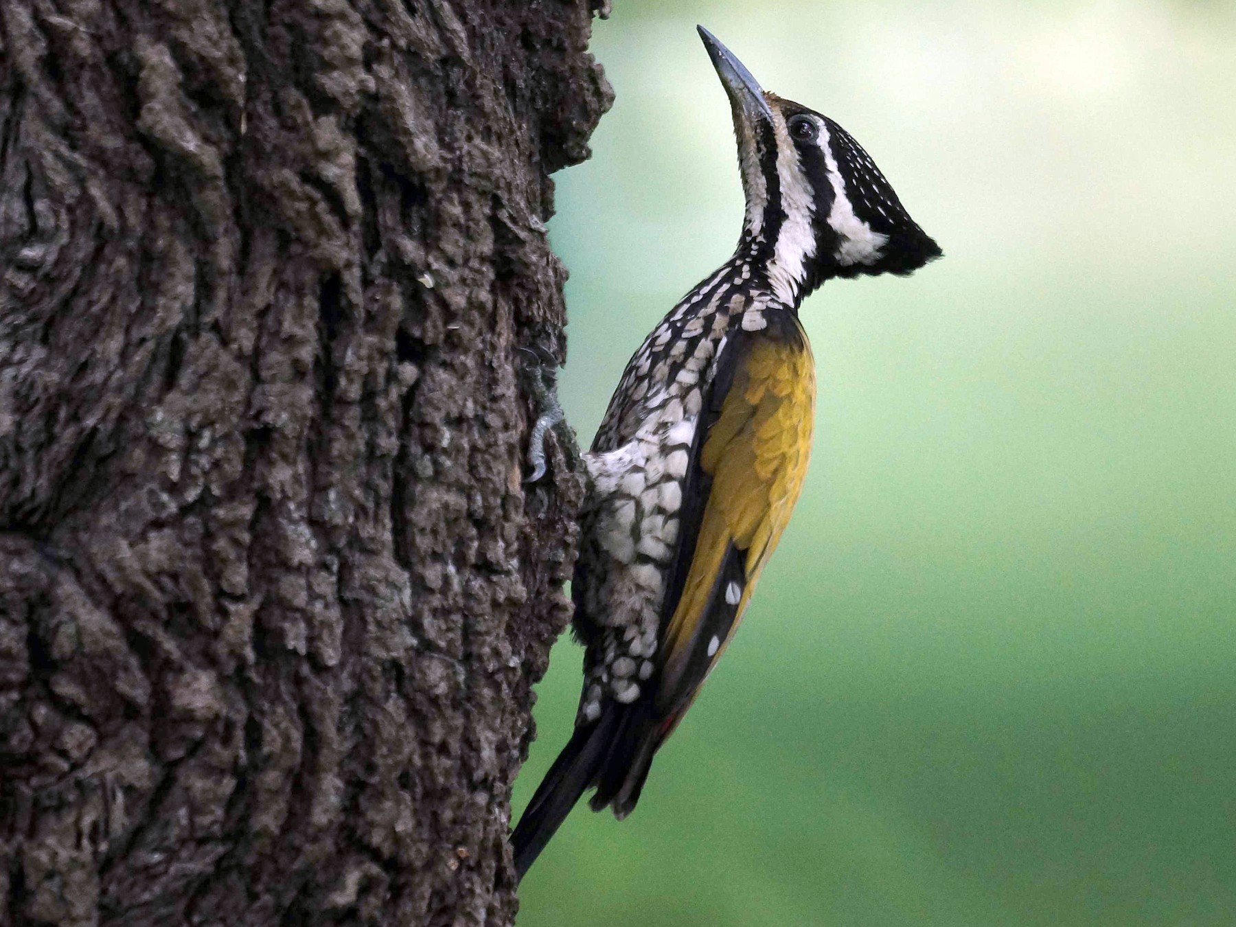 ズアカミユビゲラ eBird
