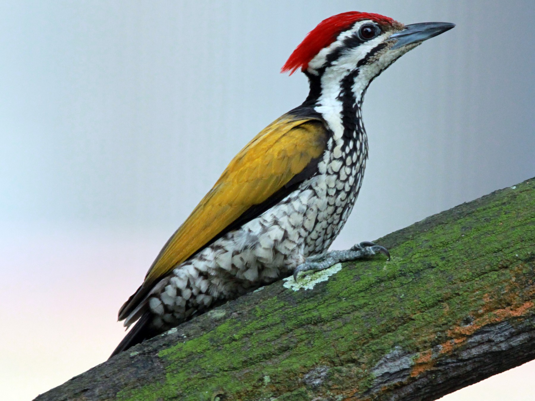 Common Flameback - William Mahoney