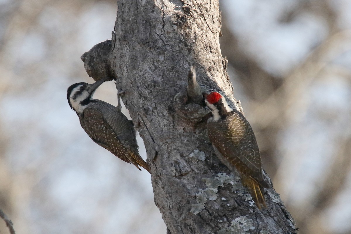 Bearded Woodpecker - ML147138901