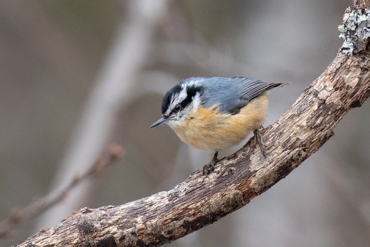 Red-breasted Nuthatch - Christine Mason
