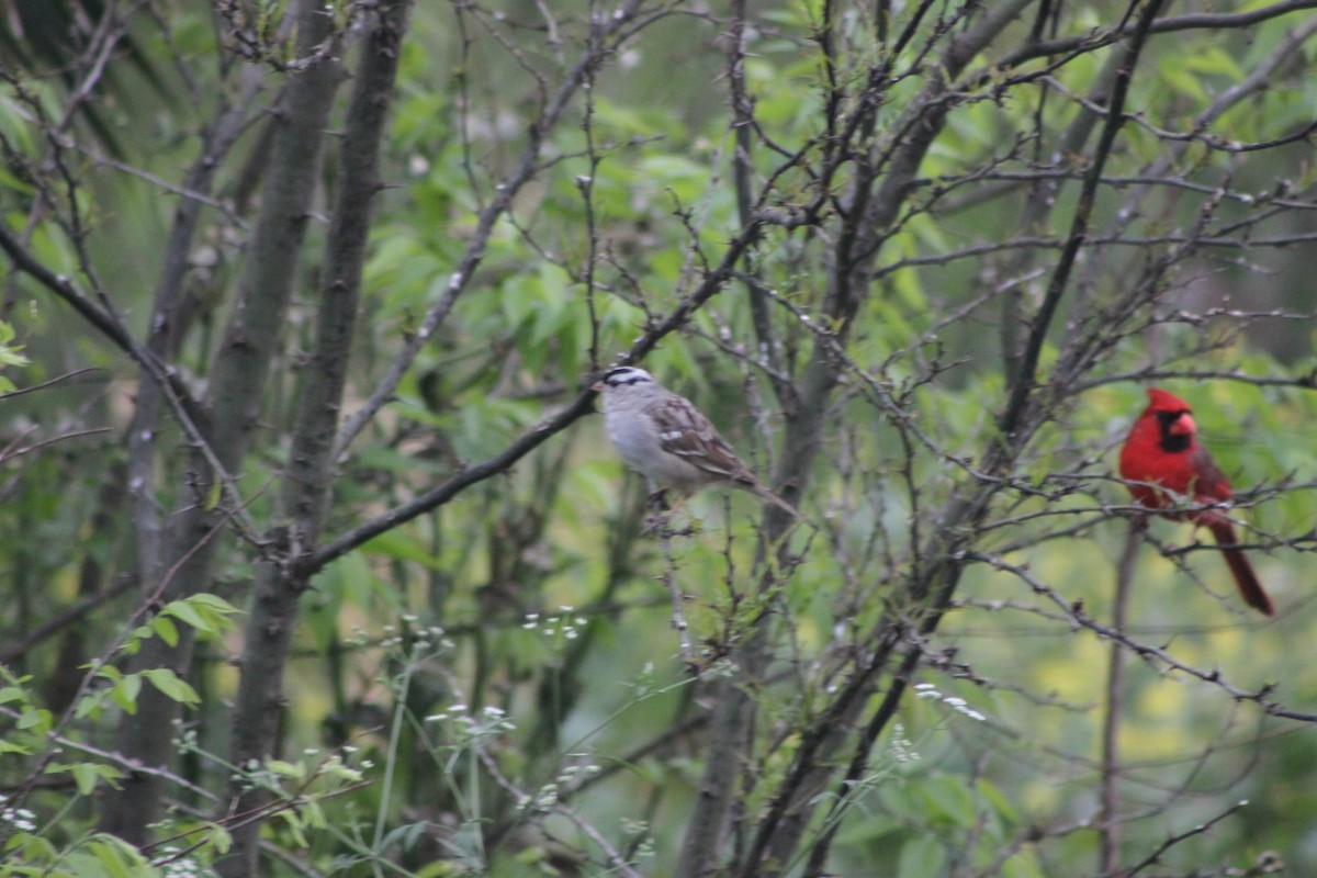 White-crowned Sparrow - ML147141031