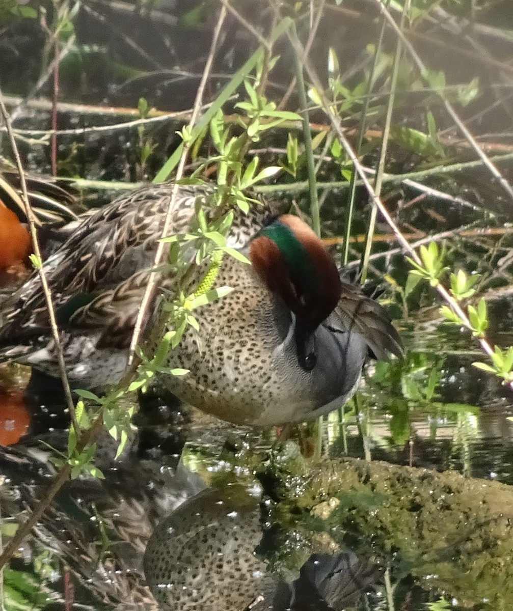 Green-winged Teal - ML147141151