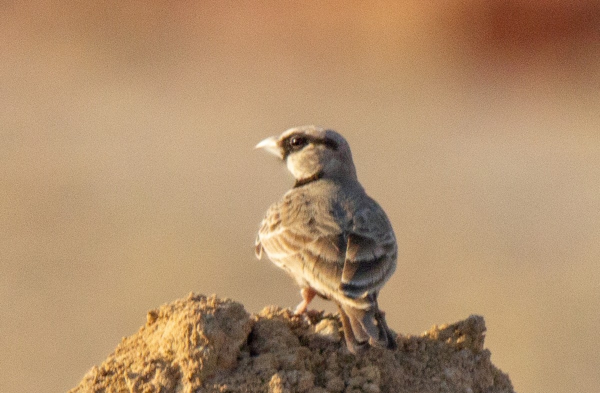 Ashy-crowned Sparrow-Lark - Mukul Aggarwal