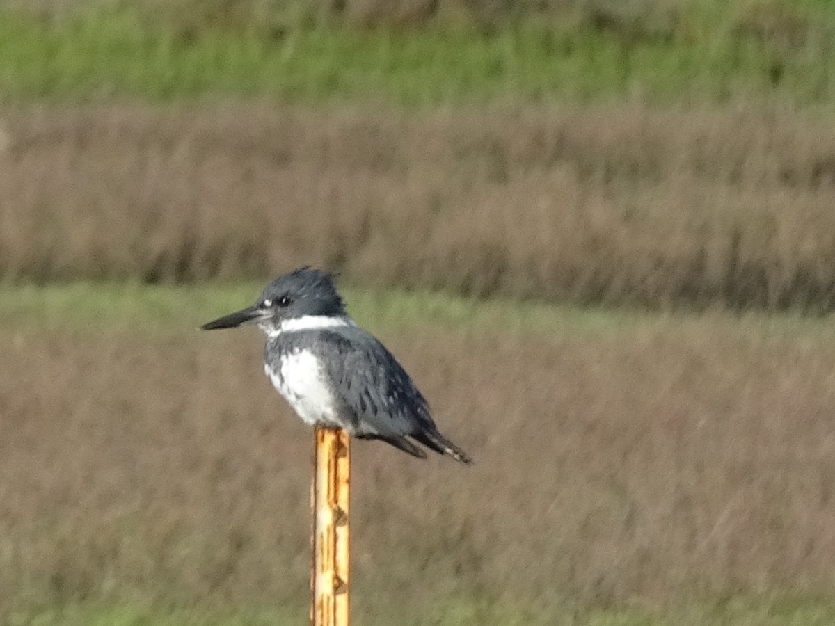 Belted Kingfisher - ML147143281