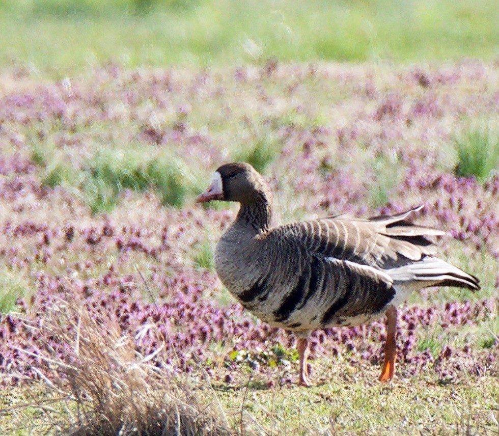 Greater White-fronted Goose - ML147144261